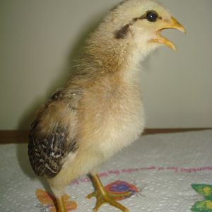 Picture taken 6/22, the chick was loudly protesting pictures being taken!