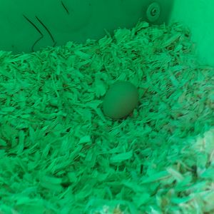 6/23/12 Golden Comet First Egg