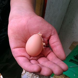 6/23/12 Golden Comet First Egg