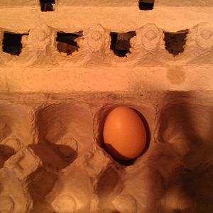 6/23/12 Golden Comet First Egg