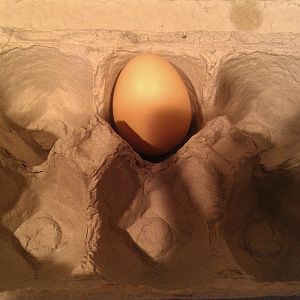 6/23/12 Golden Comet First Egg