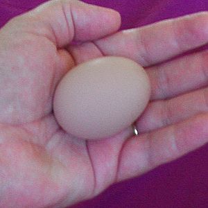 6/24/12 2nd Egg - Golden Comet