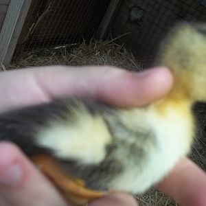 Duckling #1