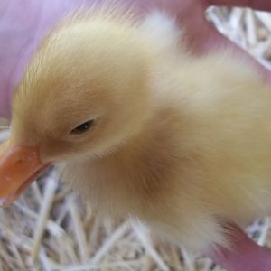 Duckling #3 (and 5 & 6)