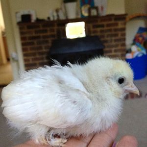 This is my approx 3 and a half week chick- as you can see he/she is tiny! Very cute though :)