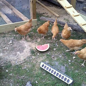 11 weeks old on 6/24/12 and not sure what to do with the watermelon!