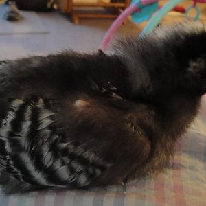 Myst, 3 weeks old.  Note lack of tail feathers.  All other birds are almost fully feathered,while Myst only has partial wing feathers.
