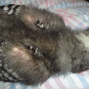 Myst- more partial feathering pics.  3 weeks old.