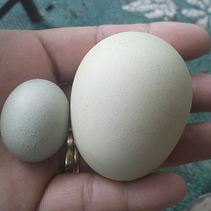 Stella's fart egg 6/22/12, next to the one she laid previously.