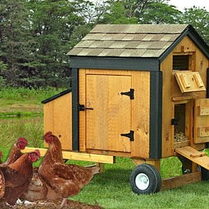 This is our 28"x42" Mini Chicken Coop. This small chicken coop houses from 3-5 chickens in your backyard. It comes with two nesting boxes, a glassbord floor for easy cleaning, Tech Shield Sheathing and a ventilation door. Added to that is the large access door and a chicken doo with a ramp to make this mini chicken coop a lovely addition to your backyard. Add wheels and handles to make this a truly portable backyard chicken coop. See the features of this chicken coop at http://www.shedsunlimited.net/small-portable-chicken-coop-with-wheels.html or visit our online store at www.shedsunlimited.net/store