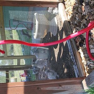 water mister for triple digit heat here