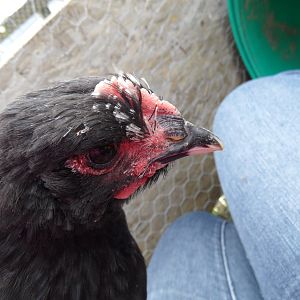 Black Cochin head