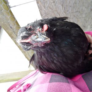 Black cochin wing