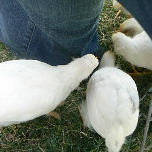 They're not so shy anymore. They've decided that the best grass is always around my feet, no matter where I stand.
