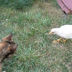 Showdown with Caramel.