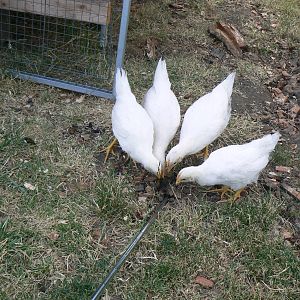 Two little, three little, four little chickens...