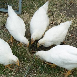 Three little, four little, five little chickens...