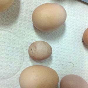 A itty bitty egg from one of my mom's hens. Had to of been her first one for the season we are thinking