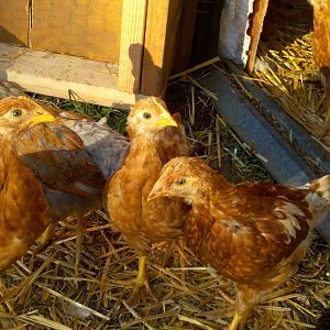 Red Stars and a "Bantam" chick (they are the same size as the Red Stars and Americunas so I am unsure if they are actually Bantam's)