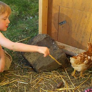 My son trying to feed one of them a piece of straw.