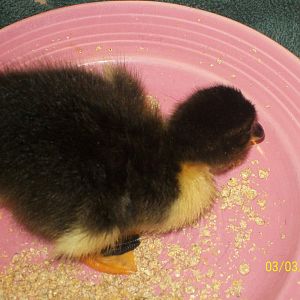 3 days old