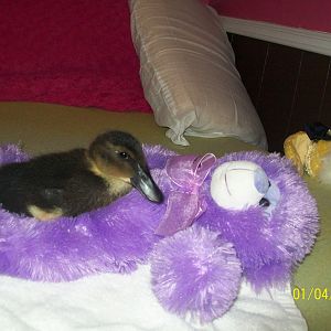 Teddy bear
17 Days old