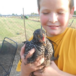 My youngest son with one of the chicks