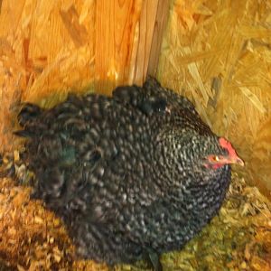 The silver laced who is broody