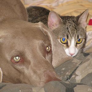 Our Weim and kitty