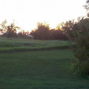 back yard ~ pasture