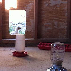 temporary chicken door.