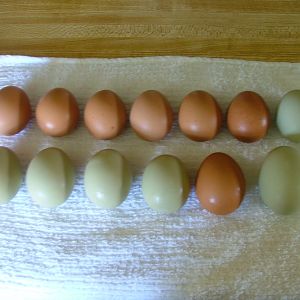 Our first dozen