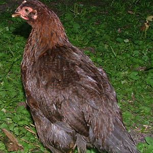 Pigeon