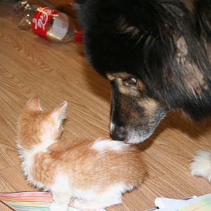 Nanuq sniffing Jezzebelle