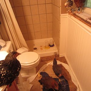 Chicksinbath2