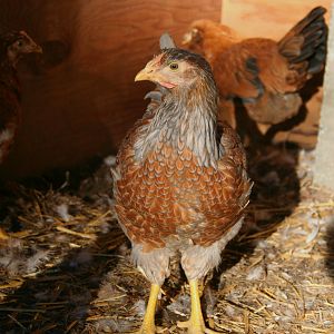 Not too sure of the breed. It was labeled "Bantam" at the feed store. But she and her sister are the same size as our Amerucanas... so not sure