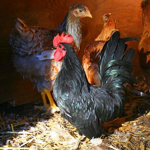 Bonsai our Japanese Bantam Roo