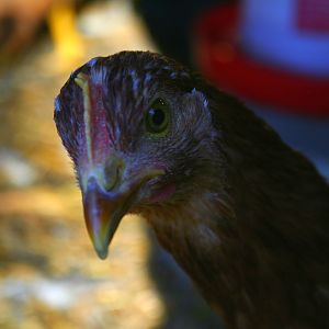 Red Star - Whatchyou Lookin At?