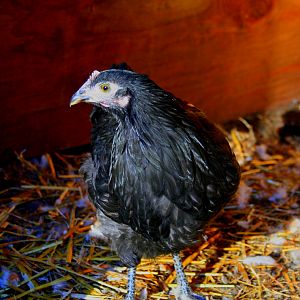 Rico the Australorp