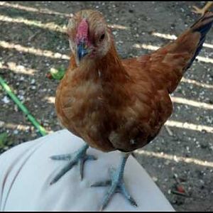 Got any more meal worms?
