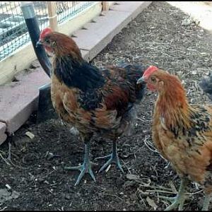 Apollo, Athena and Zeus