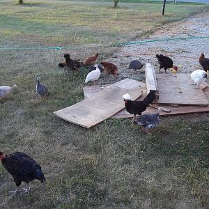 Playing on the scrap wood that needs to be burnt as soon as the "No Burn Ban" is lifted for my area.