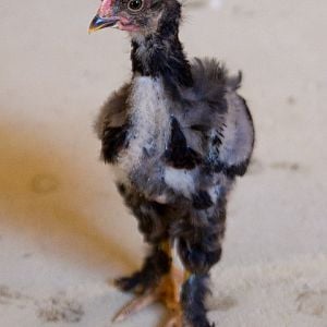 6 week old "pa-paw"
he's our mcmurry exotic chick
