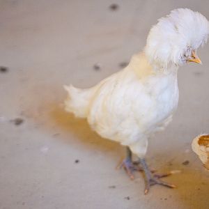 white polish 2 - 6 weeks