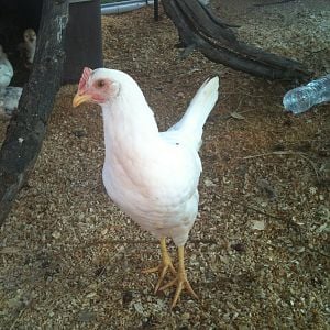 Pretty girl- My leghorn hen