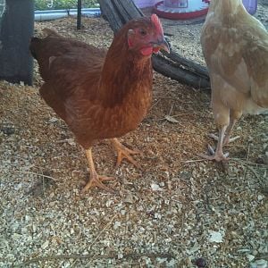 Goldie- My Gold sexed link hen
