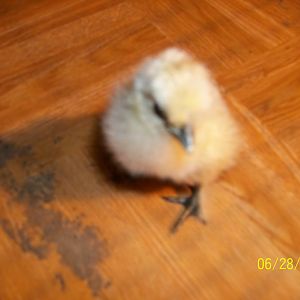 one day old white silkie