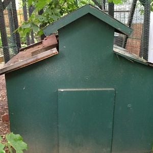 This is the (winter) coop I also acquired for free. This is the before picture.
