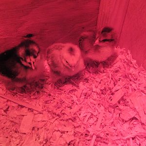 All snuggly in their brooder