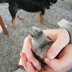 DSCF3820.jpg  This photo sort of shows "Stitch's" stitches.